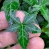 Wilson Ivy (Hedera Helix) - 5 Pack Of Quart Pots -Garden & Outdoor Sale Shop hedera helix wilsonii wilson ivy 3