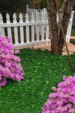 Wilson Ivy (Hedera Helix) - 5 Pack Of Quart Pots -Garden & Outdoor Sale Shop hedera helix wilsonii wilson ivy 5