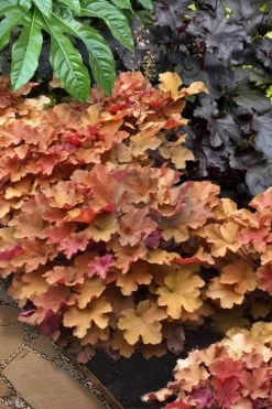 Caramel Heuchera (Villosa Hybrid) - 10 Count Flat Of Quart Pots -Garden & Outdoor Sale Shop heuchera caramel 20
