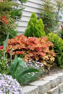 Caramel Heuchera (Villosa Hybrid) - 10 Count Flat Of Quart Pots -Garden & Outdoor Sale Shop heuchera caramel 21