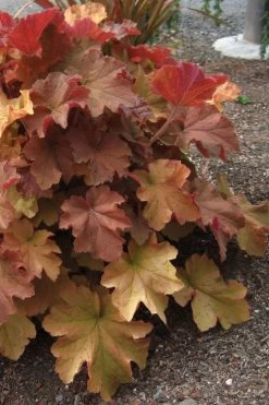 Caramel Heuchera (Villosa Hybrid) - 10 Count Flat Of Quart Pots -Garden & Outdoor Sale Shop heuchera caramel 23