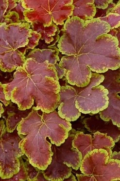 Solar Eclipse Heucherella (Foamy Bells) - 1 Gallon Pot -Garden & Outdoor Sale Shop heucherella solar eclipse 1