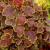 Solar Eclipse Heucherella (Foamy Bells) - 1 Gallon Pot 2 Solar Eclipse Heucherella (Foamy Bells) - 1 Gallon Pot -Garden & Outdoor Sale Shop heucherella solar eclipse 2