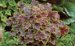 Solar Eclipse Heucherella (Foamy Bells) - 1 Gallon Pot -Garden & Outdoor Sale Shop heucherella solar eclipse 3