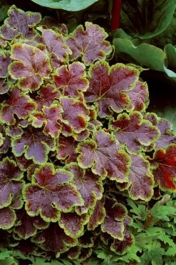 Solar Eclipse Heucherella (Foamy Bells) - 1 Gallon Pot -Garden & Outdoor Sale Shop heucherella solar eclipse 4
