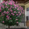 Lucy Rose Of Sharon (Single Trunk Tree) - 7 Gallon Pot (4-5') -Garden & Outdoor Sale Shop hibiscus syriacus lucy rose of sharon tree 2