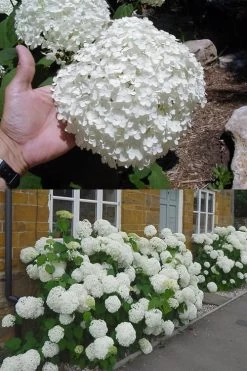 Annabelle Hydrangea - 3 Gallon Pot -Garden & Outdoor Sale Shop hydrangea annabelle 2 500x750 1