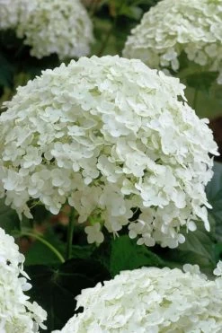 Annabelle Hydrangea - 3 Gallon Pot -Garden & Outdoor Sale Shop hydrangea arborescens annabelle 10