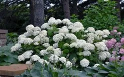 Annabelle Hydrangea - 3 Gallon Pot -Garden & Outdoor Sale Shop hydrangea arborescens annabelle 11