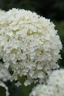 Annabelle Hydrangea - 3 Gallon Pot -Garden & Outdoor Sale Shop hydrangea arborescens annabelle 12