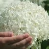 Annabelle Hydrangea - 3 Gallon Pot