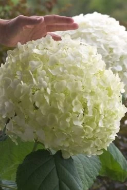 Incrediball Smooth Hydrangea - 3 Gallon Pot -Garden & Outdoor Sale Shop hydrangea arborescens incrediball 10