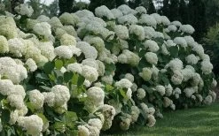Incrediball Smooth Hydrangea - 3 Gallon Pot -Garden & Outdoor Sale Shop hydrangea arborescens incrediball 12