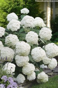 Incrediball Smooth Hydrangea - 3 Gallon Pot -Garden & Outdoor Sale Shop hydrangea arborescens incrediball 16