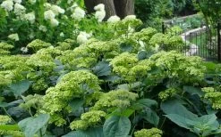 Invincibelle Sublime Smooth Hydrangea - 3 Gallon Pot -Garden & Outdoor Sale Shop hydrangea arborescens invincibelle sublime 2