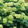 Invincibelle Sublime Smooth Hydrangea - 3 Gallon Pot -Garden & Outdoor Sale Shop hydrangea arborescens invincibelle sublime 5