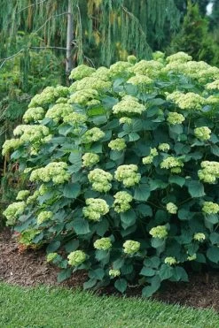 Invincibelle Sublime Smooth Hydrangea - 3 Gallon Pot -Garden & Outdoor Sale Shop hydrangea arborescens invincibelle sublime 6