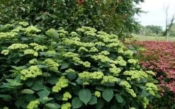 Invincibelle Sublime Smooth Hydrangea - 3 Gallon Pot -Garden & Outdoor Sale Shop hydrangea arborescens invincibelle sublime 8