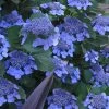 Bluebird Hydrangea - 2 Gallon Pot 1 Bluebird Hydrangea - 2 Gallon Pot -Garden & Outdoor Sale Shop hydrangea bluebird 21 1