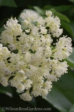 Climbing Hydrangea - Decumaria Barbara - 3 Gallon Pot