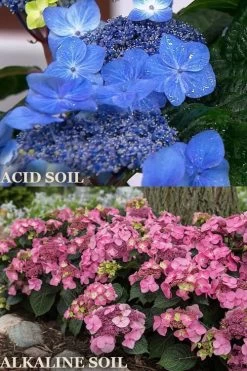 Endless Summer 'Pop Star' Hydrangea - 3 Gallon Pot -Garden & Outdoor Sale Shop hydrangea endless summer pop star 1