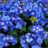 Endless Summer 'Pop Star' Hydrangea - 3 Gallon Pot