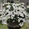 Fairytrail Bride Cascade Hydrangea - 1 Gallon Pot 2 Fairytrail Bride Cascade Hydrangea - 1 Gallon Pot -Garden & Outdoor Sale Shop hydrangea fairytrail bride 11 2
