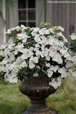 Fairytrail Bride Cascade Hydrangea - 2 Gallon Pot