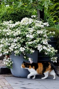 Fairytrail Bride Cascade Hydrangea - 3 Gallon Pot -Garden & Outdoor Sale Shop hydrangea fairytrail bride 7 1