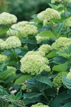 Invincibelle Sublime Smooth Hydrangea - 3 Gallon Pot -Garden & Outdoor Sale Shop hydrangea invincibelle sublime 500x750 1