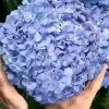 Big Daddy Hydrangea - 1 Gallon Pot 1 Big Daddy Hydrangea - 1 Gallon Pot -Garden & Outdoor Sale Shop hydrangea macrophylla big daddy 101
