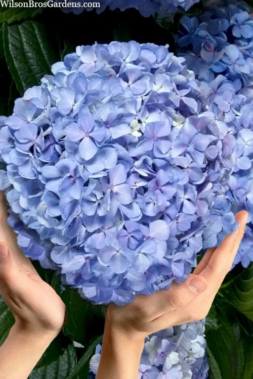 Big Daddy Hydrangea - 1 Gallon Pot 3 Big Daddy Hydrangea - 1 Gallon Pot