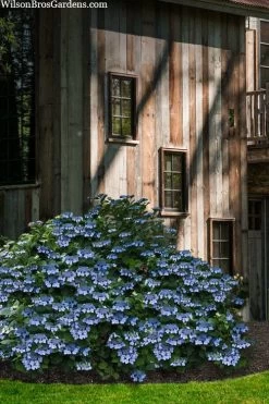 Blue Wave Lacecap Hydrangea - 3 Gallon Pot -Garden & Outdoor Sale Shop hydrangea macrophylla blue wave 22