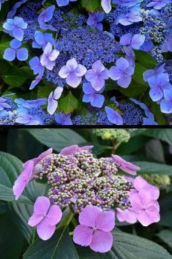 Blue Wave Lacecap Hydrangea - 3 Gallon Pot -Garden & Outdoor Sale Shop hydrangea macrophylla blue wave 24