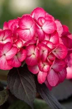 Eclipse Bigleaf Hydrangea - 3 Gallon Pot 12 Eclipse Bigleaf Hydrangea - 3 Gallon Pot -Garden & Outdoor Sale Shop hydrangea macrophylla eclipse 1