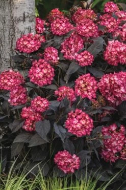 Eclipse Bigleaf Hydrangea - 3 Gallon Pot 11 Eclipse Bigleaf Hydrangea - 3 Gallon Pot -Garden & Outdoor Sale Shop hydrangea macrophylla eclipse 3