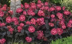 Eclipse Bigleaf Hydrangea - 3 Gallon Pot 13 Eclipse Bigleaf Hydrangea - 3 Gallon Pot -Garden & Outdoor Sale Shop hydrangea macrophylla eclipse 4