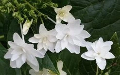 Fuji Waterfall Hydrangea - 3 Gallon Pot -Garden & Outdoor Sale Shop hydrangea macrophylla fuji waterfall 2