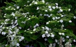 Fuji Waterfall Hydrangea - 3 Gallon Pot -Garden & Outdoor Sale Shop hydrangea macrophylla fuji waterfall 3