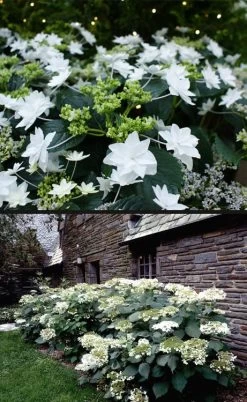 Fuji Waterfall Hydrangea - 3 Gallon Pot -Garden & Outdoor Sale Shop hydrangea macrophylla fuji waterfall 4