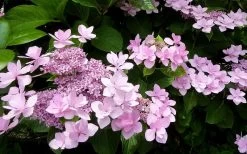 Izu No Hana Lacecap Hydrangea - 3 Gallon Pot -Garden & Outdoor Sale Shop hydrangea macrophylla izu no ito 3