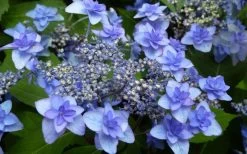 Izu No Hana Lacecap Hydrangea - 3 Gallon Pot -Garden & Outdoor Sale Shop hydrangea macrophylla izu no ito 4