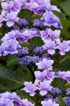 Izu No Hana Lacecap Hydrangea - 3 Gallon Pot -Garden & Outdoor Sale Shop hydrangea macrophylla izu no ito 9