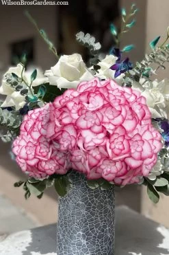 Miss Saori Hydrangea - 1 Gallon Pot -Garden & Outdoor Sale Shop hydrangea macrophylla miss saori 20