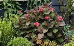 Miss Saori Hydrangea - 1 Gallon Pot -Garden & Outdoor Sale Shop hydrangea macrophylla miss saori 9