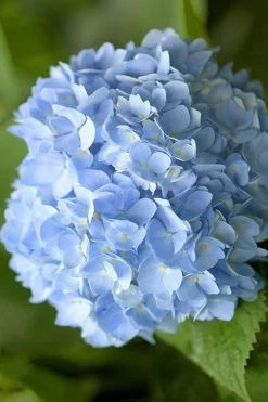 Penny Mac Hydrangea - 2 Gallon Pot 10 Penny Mac Hydrangea - 2 Gallon Pot -Garden & Outdoor Sale Shop hydrangea macrophylla penny mac 21
