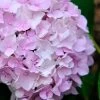 Penny Mac Hydrangea - 2 Gallon Pot -Garden & Outdoor Sale Shop hydrangea macrophylla penny mac 22