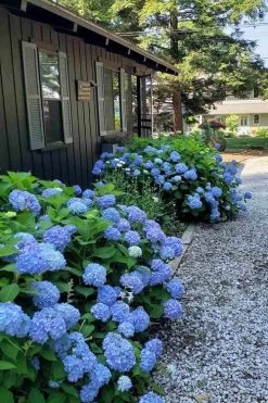 Penny Mac Hydrangea - 2 Gallon Pot 11 Penny Mac Hydrangea - 2 Gallon Pot -Garden & Outdoor Sale Shop hydrangea macrophylla penny mac 23