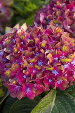 Pistachio Hydrangea - 5 Gallon Pot -Garden & Outdoor Sale Shop hydrangea macrophylla pistachio 2