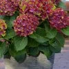Pistachio Hydrangea - 5 Gallon Pot -Garden & Outdoor Sale Shop hydrangea macrophylla pistachio 4